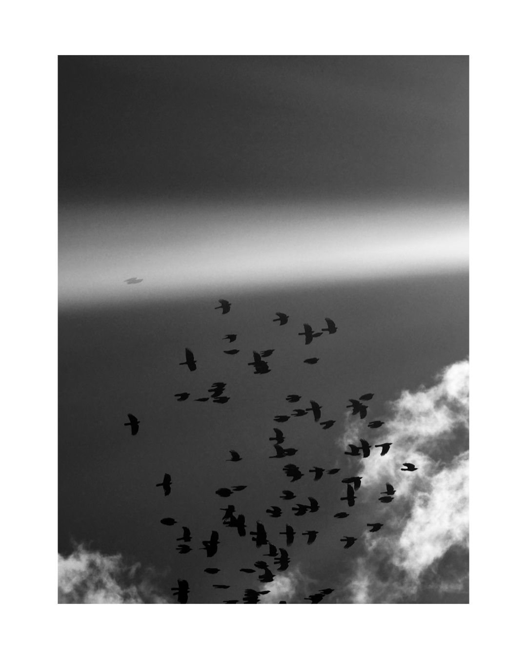 Vol d'oiseaux